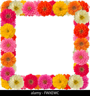 Zinnias flower frame isolated on white background Stock Photo