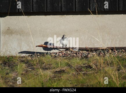 White wagtail (Motacilla alba) sitting on the ground in front of a house. Stock Photo