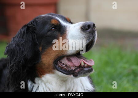 Bernese mountain dog sitting on grass and looking expectantly. Stock Photo