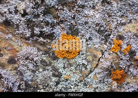 Colored lichen on the rocks in the mountains in South Tyrol Stock Photo