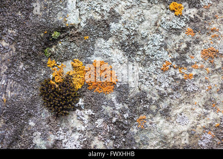 Colored lichen on the rocks in the mountains in South Tyrol Stock Photo