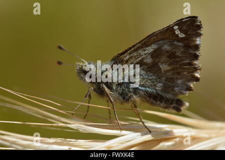 Dingy skipper butterfly (Erynnis tages) perched on grass. A butterfly in the family Hesperiidae at rest, with underside of wings Stock Photo