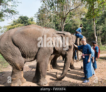 Mahouts training tourists for elephant trekking in northern Thailand