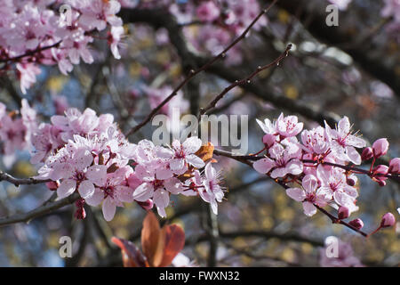 Beautiful cherry tree blossoms on blurred background Stock Photo