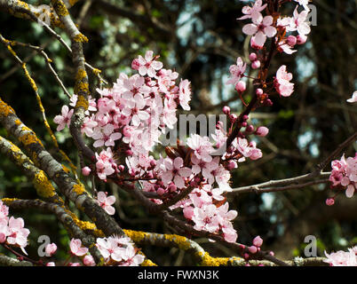 Cherry tree blossoms on branch with blurred background Stock Photo