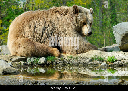 Closeup Grizzly Bear (Ursus arctos horribilis) near pond