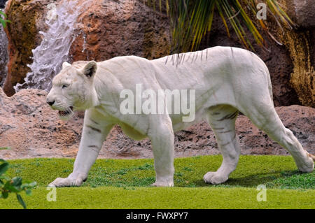 Very rare white tiger (Panthera tigris) seen from profile walking on grass Stock Photo