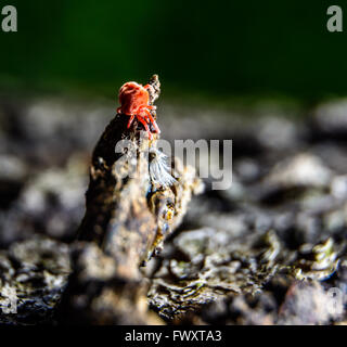 Parasite Red velvet mite on dry tree macro photography Stock Photo
