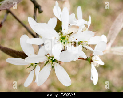 Close-up of white flowers of blossom Amelanchier lamarckii in spring, Netherlands Stock Photo