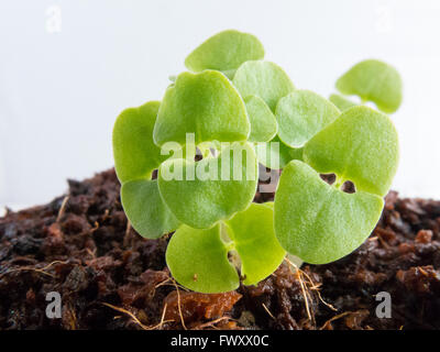 Sprouts of Basil, Ocimum basilicum, seedlings two weeks after sowing the seeds in the soil Stock Photo