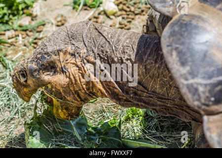 Aldabra Giant Tortoise (Geochelone gigantea), from the islands of the Aldabra Atoll in the Seychelles Stock Photo