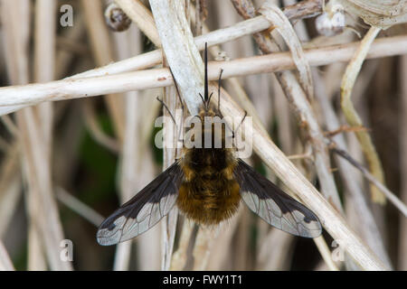 Dark-bordered bee fly (Bombylius major). Bee mimic in the family Bombylidae, with very long proboscis and dark patches on wings Stock Photo