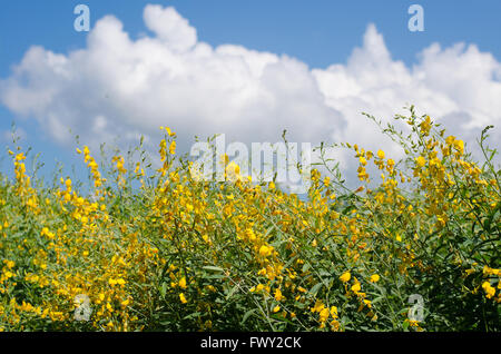 Sunhemp (Crotalaria juncea) field and blue sky Stock Photo