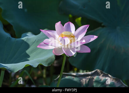 Lotus flower and Lotus flower plants Stock Photo