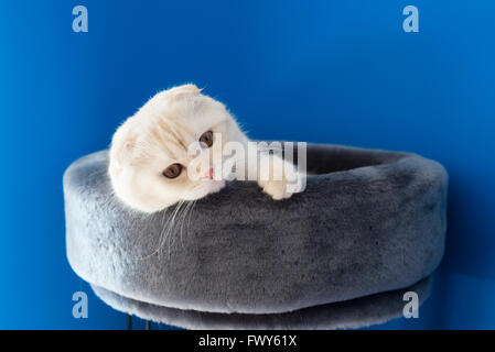 Scottish Fold kitten lying on  couch Stock Photo
