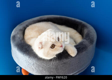 Scottish Fold kitten lying on  couch Stock Photo