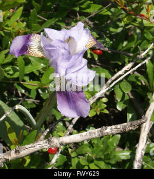 Iris germanica, German Iris, rhizomatic perennial herb with sword shaped leaves and bearded falls Stock Photo