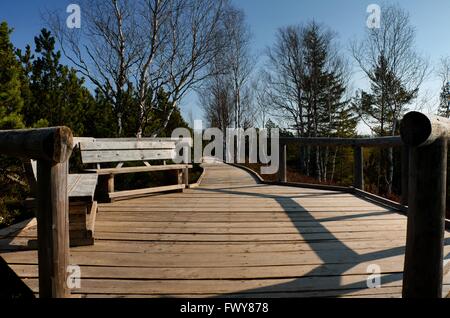 Two benches on the wooden path in forest Stock Photo