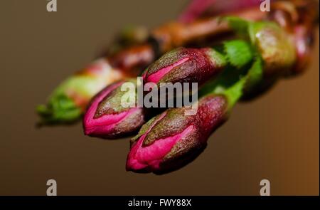 Group of several red purple blooms, isolated background. Stock Photo