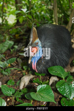 Southern or Double-Wattled Cassowary (Casuarius casuarius), adult male eating red fruit,  Queensland, Australia Stock Photo