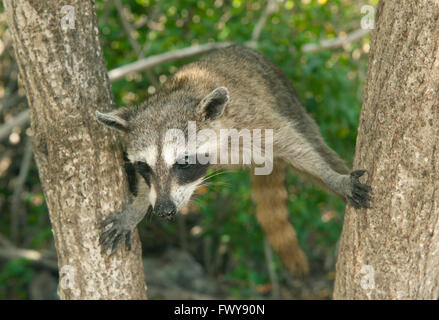 Pygmy Raccoon (Procyon pygmaeus) Critically endangered, Cozumel Island, Mexico. Less than 500 remain in existence. Stock Photo