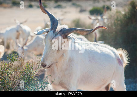 White goat eating grass Stock Photo