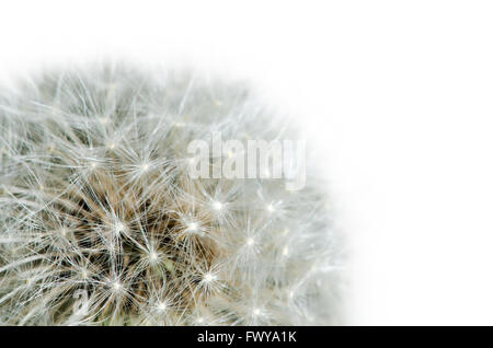 Detail of past bloom dandelion isolated on white background. Stock Photo