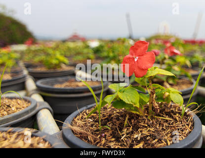 Red petunia flowers in the pot Stock Photo