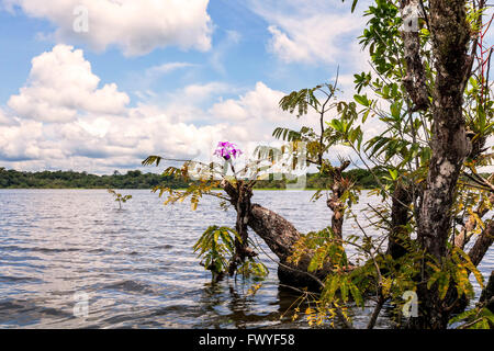 Cuyabeno Wildlife Reserve, Is An Important Nature Reserve In Amazonia, Water Trees Stock Photo