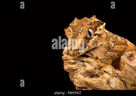 Gargoyle Gecko perched on a branch with black background. Stock Photo