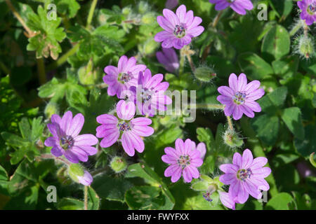 Dove's-foot Crane's-bill (Geranium molle), Mari Ermi, Costa Verde, Sardinia, Italy Stock Photo