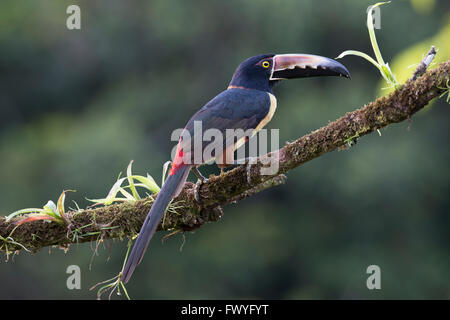 Collared Aracari (Pteroglossus torquatus) perched on a branch, Heredia Province, Costa Rica Stock Photo