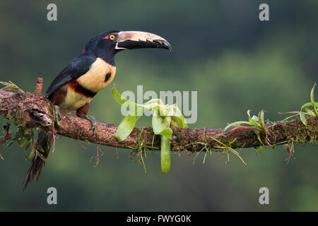 Collared Aracari (Pteroglossus torquatus) perched on a branch, Heredia Province, Costa Rica Stock Photo