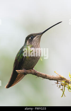 Magnificent Hummingbird (Eugene fulgens) perched on a tree branch, male ...