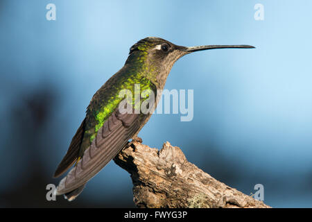 Magnificent Hummingbird (Eugene fulgens) perched on a tree branch, male ...