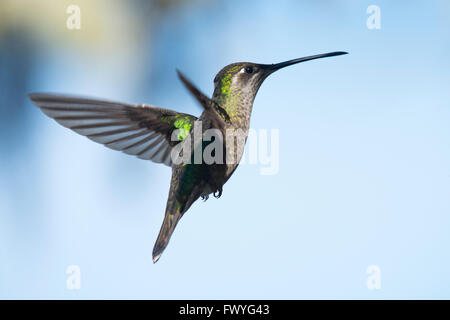 Magnificent Hummingbird (Eugene fulgens) in flight, female, Los Quetzales National Park, Costa Rica Stock Photo