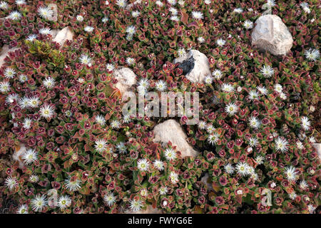 Ice plant (Mesembryanthemum crystallinum), Fuerteventura, Canary Islands, Spain Stock Photo