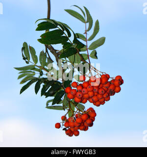 Rowan or mountain-ash (Sorbus aucuparia), red fruits, Lower Rhine, North Rhine-Westphalia, Germany Stock Photo