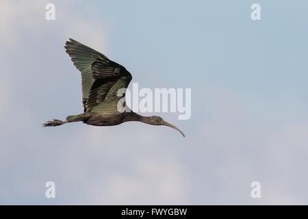 Glossy Ibis (Plegadis falcinellus), flying, Hesse, Germany Stock Photo