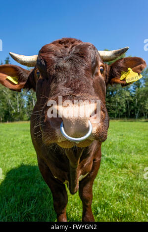brown and white spotted bull with nose ring in the pasture bull domestic fwygn2