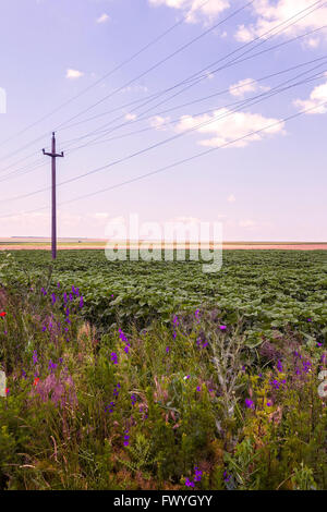 Agriculture In Romania, Arable Land In Calarasi, East Europe Stock Photo