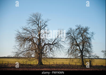 mature, standard trees in hedge between fields silhouetted in morning light Stock Photo