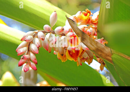 Close-up of subtle exotic flower with green leaves in Tanzania in sunlight Stock Photo