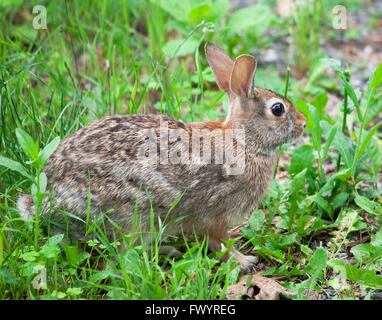 Cotton Tail Rabbit Sitting in Grassy Patch Stock Photo
