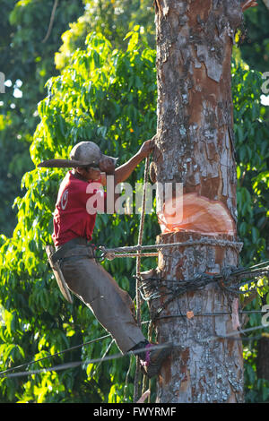 A Filipino man uses a simple Machete to cut down a large tree in Bukidnon,Philippines Stock Photo