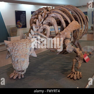Skeleton of an ankylosaur fossil in Jiangxi Museum. Discovered in 1986 in Guangchang, Jiangxi province,  China. Stock Photo