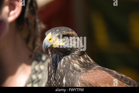 Harris Hawk or Parabuteo unicinctus, a medium-large bird of prey which breeds from the southwestern United States south to Chile Stock Photo