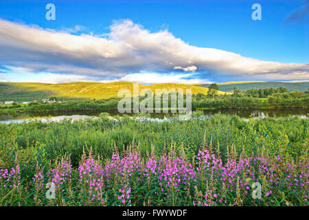 Fireweed is blooming in a meadow at the shore of river Tanaelva in Finnmark in arctic Norway. Stock Photo