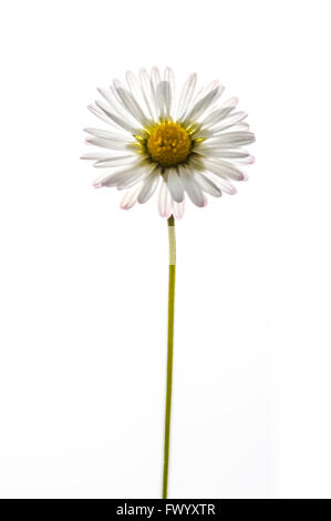 beautiful daisy flower isolated on white background Stock Photo