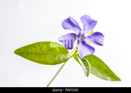 beautiful periwinkle flower isolated on white background Stock Photo